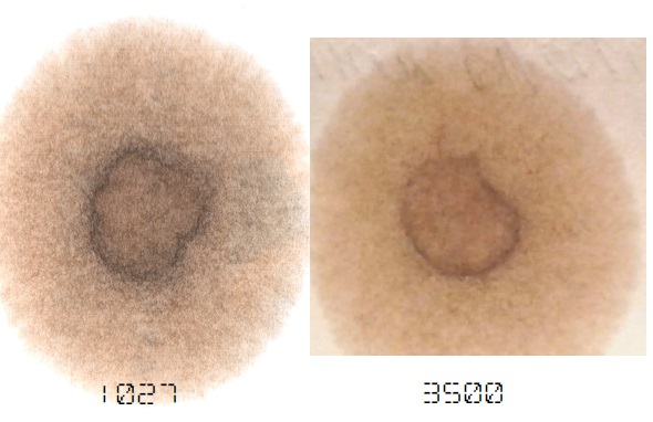 Числа - км после внесения добавки
