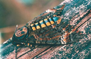 Бабочка "Мертвая Голова"