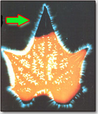 Любуйтесь! Астральное тело листа торчит! Его вынуть можно из листа и оно будет пархать!!!
