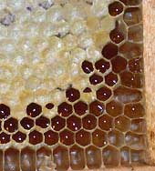 Вот вам соты